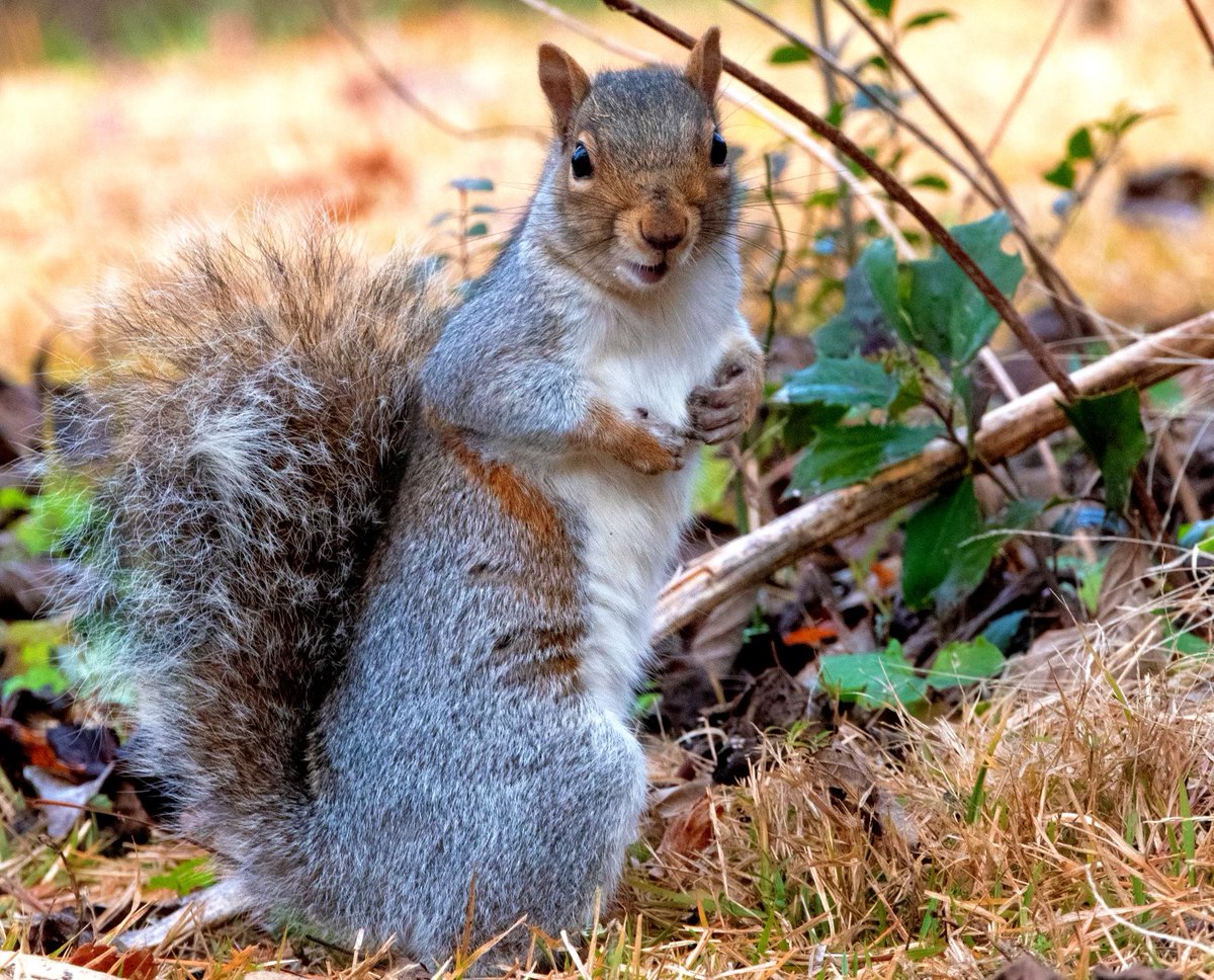 A gray squirrel striking a pose!  #animal #Mammal #Outdoors #Nature #Wildlife #squirrel #graysquirrel #rodent #wildlifephotography #virginiawildlife