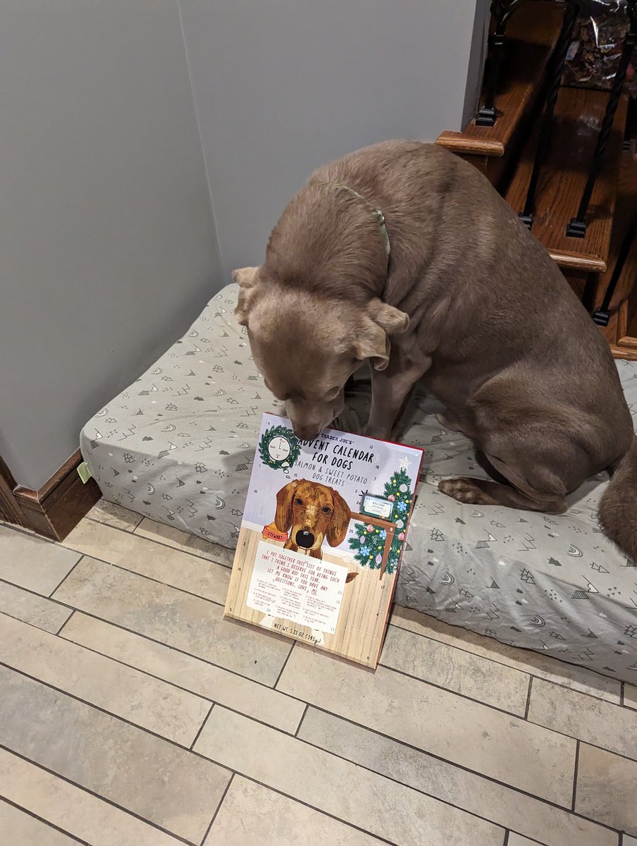 smlaser's tweet photo. Checking out my Advent calendar ๐
#SantaPawsIsComing https://t.co/AINdkSRtPs