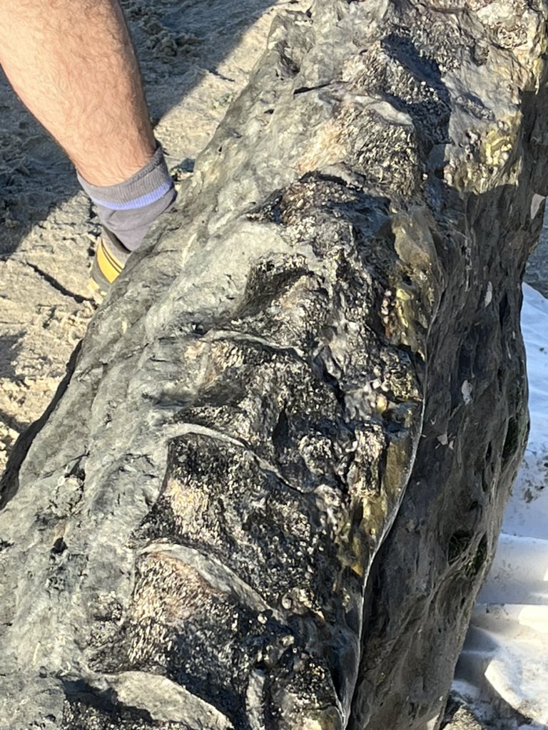 jlbritonativo's tweet photo. Equipo de paleontólogos, SOSAlgarrobo y el @museosanantonio rescatan importante esqueleto de Elssmosaurio en playa fosil de Algarrobo @Algarroboplaya @NoRabanal @Munialgarrobo @aqui8algarrobo @tudia_13 @ladera_sur https://t.co/mUpc4e9HeL