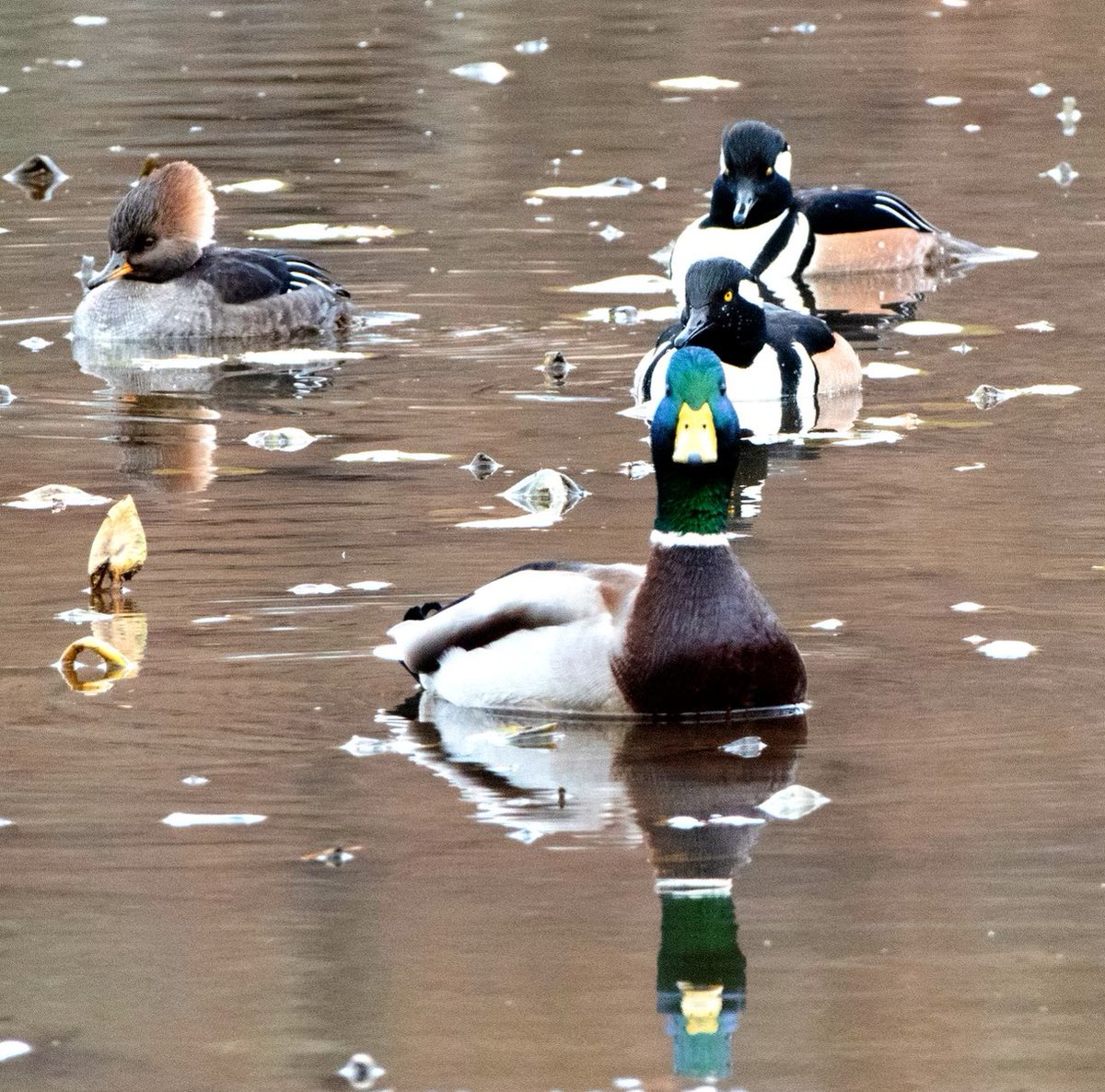 GooseGirl26's tweet photo. A mallard trying to blend in with hooded mergansers! #WaterBird #Nature #Outdoors #AnimalWildlife #Swimming #duck #mallard #hoodedmerganser #wildlifephotography #virginiawildlife https://t.co/XpgNlRnFRE