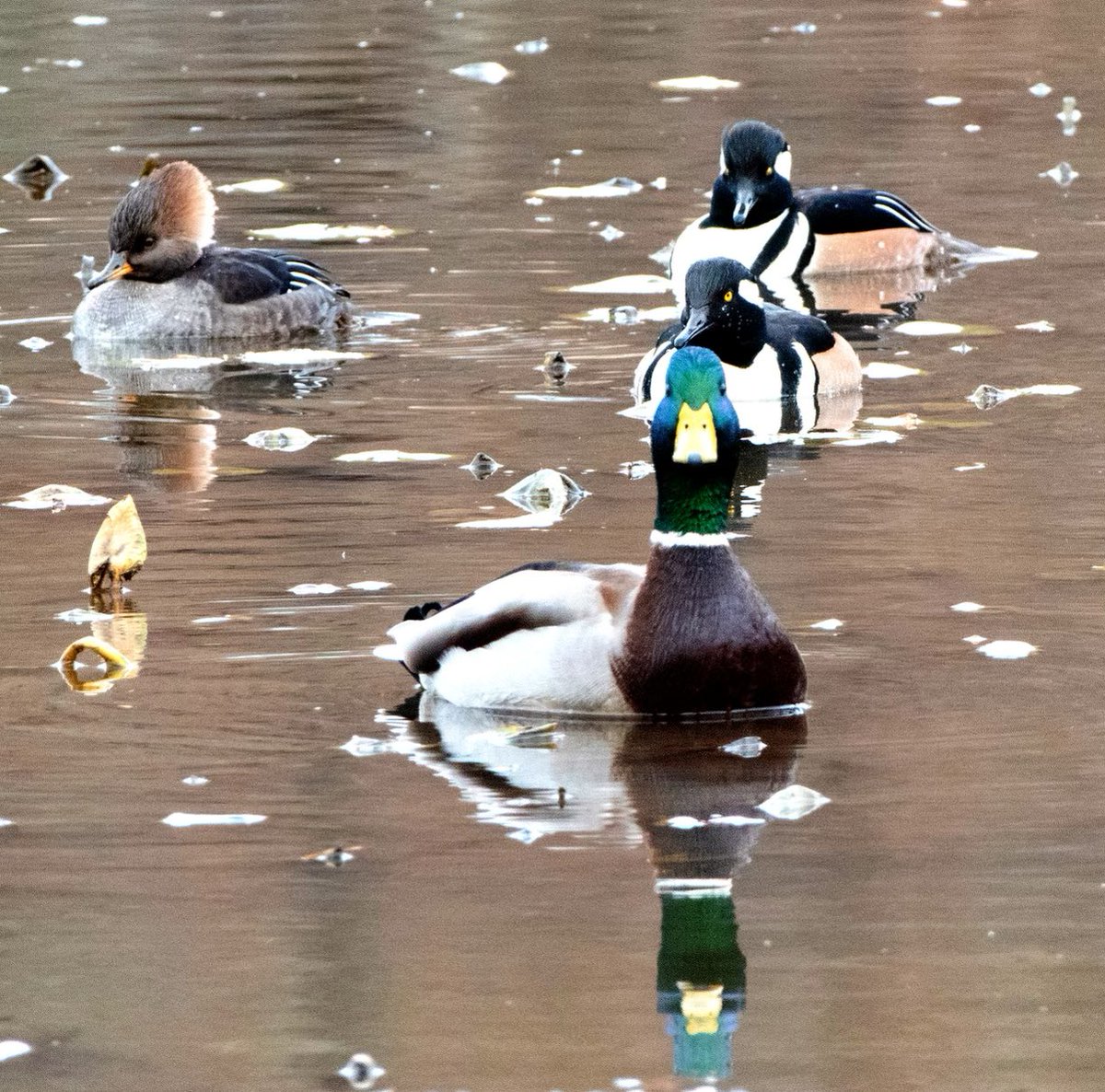 A mallard trying to blend in with hooded mergansers! #WaterBird #Nature #Outdoors #AnimalWildlife #Swimming #duck #mallard #hoodedmerganser #wildlifephotography #virginiawildlife