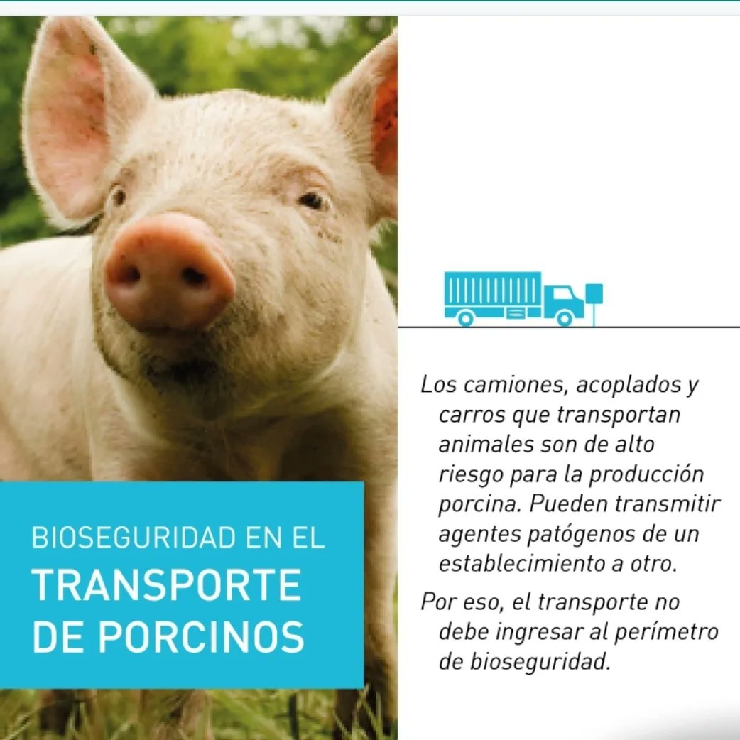 cappcor1's tweet photo. Enf de Aujeszky
eventos sanitarios inusuales con mortalidad, abortos, diarreas con alta morbilidad/mortandad,  notificar inmediatamente al Senasa:
 Whatsapp al 11 5700 5704; a través de la App “Notificaciones Senasa” notificaciones@senasa.gob.ar @senasa https://t.co/8FheByr4Us