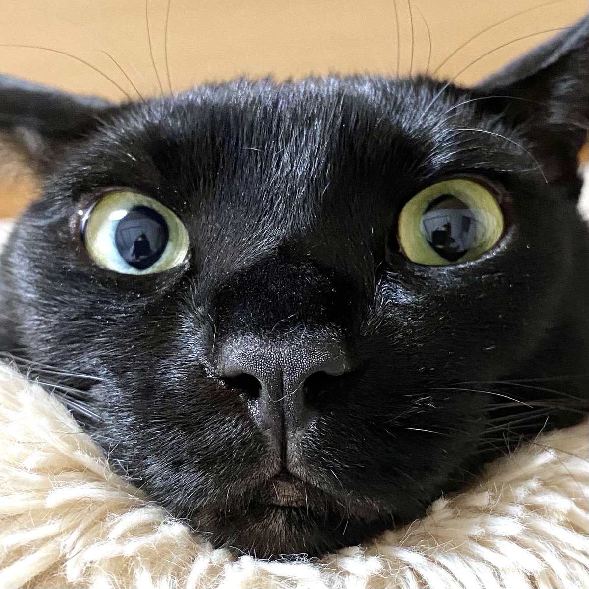 くろねこ Kuro-Urushi-Funamori-Ayumi-Neko（Black urushi Ship's Cat