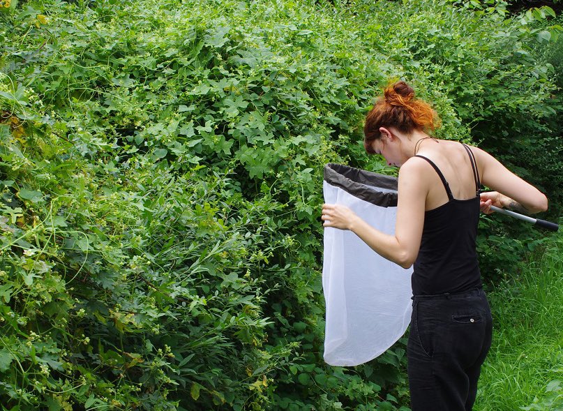 🔥Wir suchen Wissenschaftliche Mitarbeiterin / Wissenschaftlichen Mitarbeiter im Forschungsprojekt #BeesUp 

• 3 Jahre, 65% E13 TVöD
• Möglichkeit zur Promotion 
• Forschung zu Wildbienen 🐝

interamt.de/koop/app/stell…

Bewerbung bis zum 10.12.23