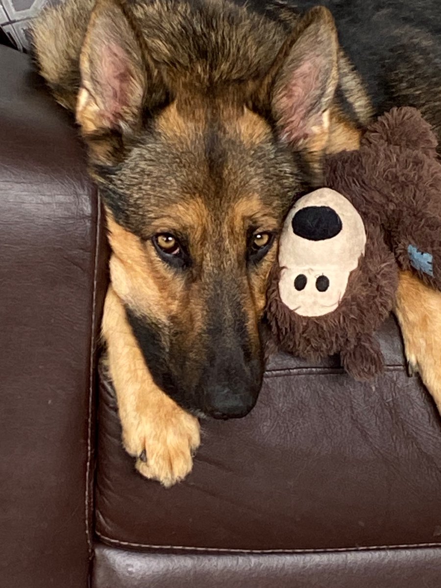 LeeBridges6's tweet photo. @NicolaPartridg2 We got our lovely lad, Buster from Essex Kennels.  July 2021. Aged 9 months.  He’s bonkers but we love him https://t.co/lV1arc58Im