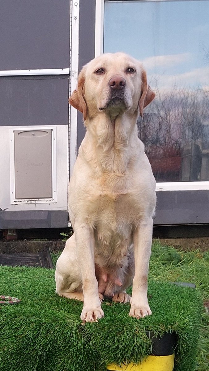 BTWsanctuary's tweet photo. This is Lela.
She needs help to cover the cost of her spay. Spaying will help safeguard her from being used for breeding & help find her humans that will love her for being her ❤️
Please help towards our Spayathon.Every donation you make will be matched!
https://t.co/qavBgLQkZo https://t.co/Y6xeJ1jWUz