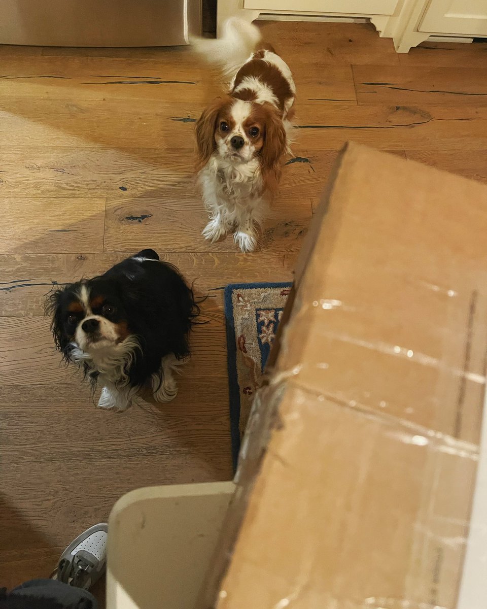 Katjanz's tweet photo. Who else has dogs that think every package delivery is for them? #cavalierkingcharles #holidayproblems #weloveups https://t.co/DemjEYmaWu