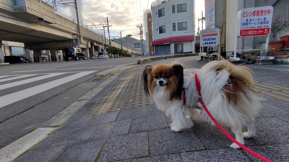 hiikonoshima's tweet photo. ナミちゃん散歩 12/2朝 8:25-8:40
よく晴れて暖かくなり始めの頃合い
ナミちゃん🐶は人恋しいのか
通行人の皆さんに寄っていきますが
今朝は誰も足を停めず…💔😅
#パピヨン #お散歩 #犬のいる生活 
#犬好きな人と繋がりたい https://t.co/2OPjeqR2Xa
