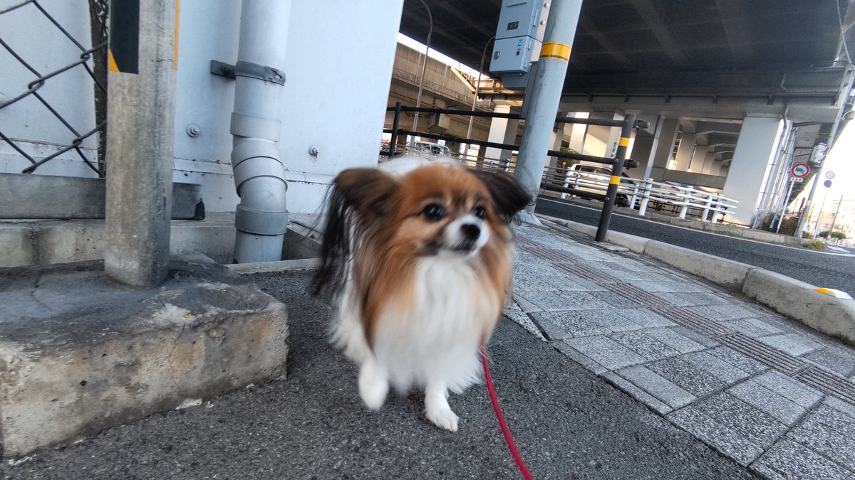 hiikonoshima's tweet photo. ナミちゃん散歩 12/2朝 8:25-8:40
よく晴れて暖かくなり始めの頃合い
ナミちゃん🐶は人恋しいのか
通行人の皆さんに寄っていきますが
今朝は誰も足を停めず…💔😅
#パピヨン #お散歩 #犬のいる生活 
#犬好きな人と繋がりたい https://t.co/2OPjeqR2Xa