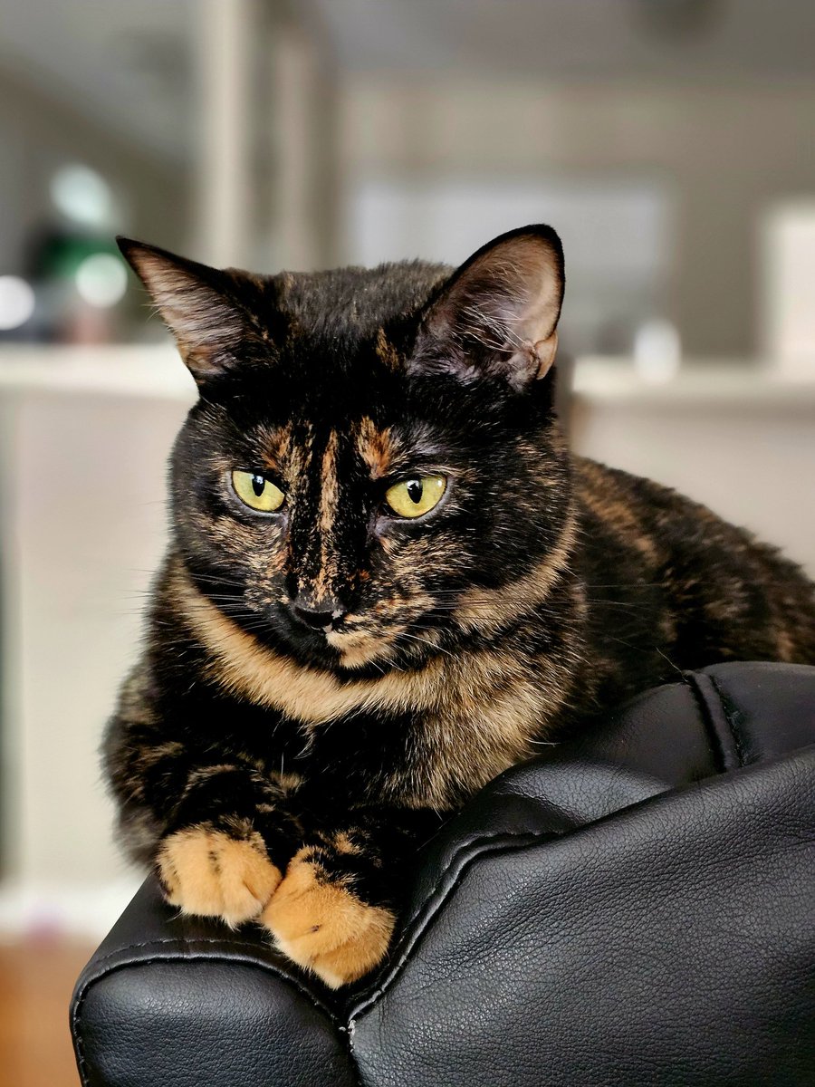 RecklessOC's tweet image. Spent $25k on my cat, finally have the executive fur. Comes with size 7 claws, deadly. #StarCitizen @RobertsSpaceInd