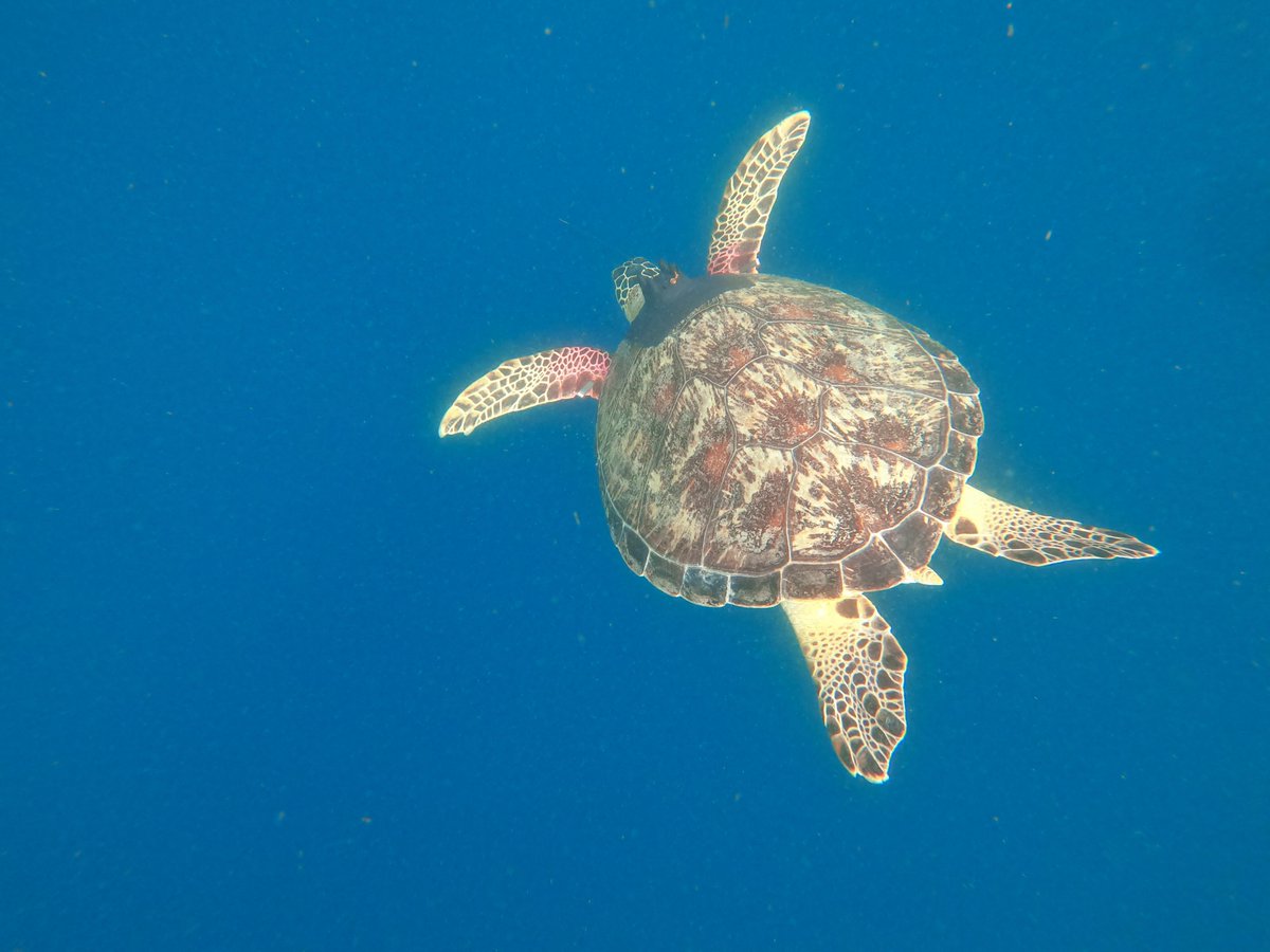 stone_written's tweet photo. Thanks @DuncanAAP at @AAPNewswire and @SBS  for the great story on saving marine turtles this summer and what to do if you find one. We can all help save these endangered creatures.
https://t.co/siVAbVrpZC https://t.co/8rrTCBvRy1