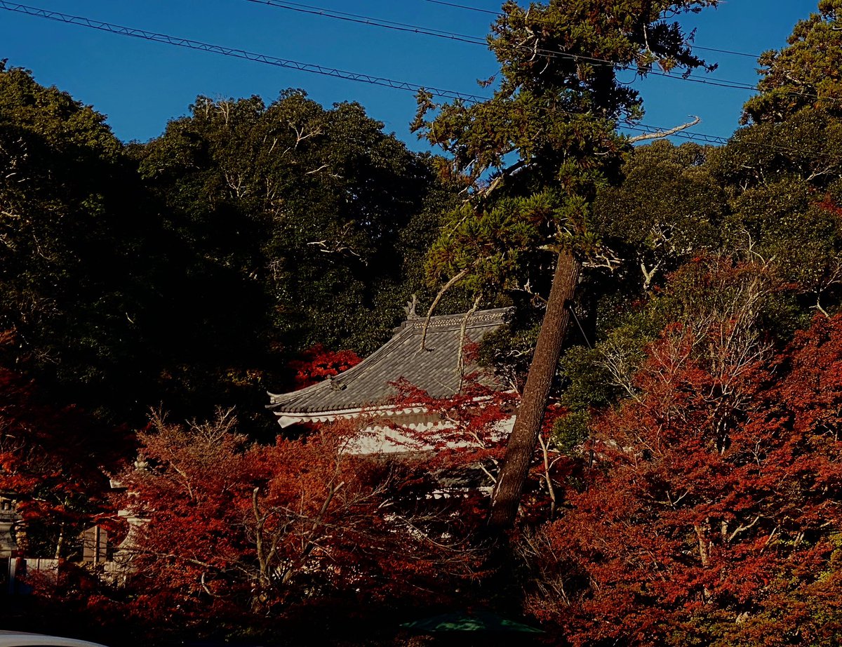 薬師堂の気温4℃

朝から紅葉狩のお客様がたくさんお見えです

三重塔周辺…見頃
滝堂周辺…五分
宝生殿周辺…見頃
書院北庭…五分
参道…見頃
栄西禅師前…見頃
放生池周辺…五分
山門前…名残
駐車場…見頃