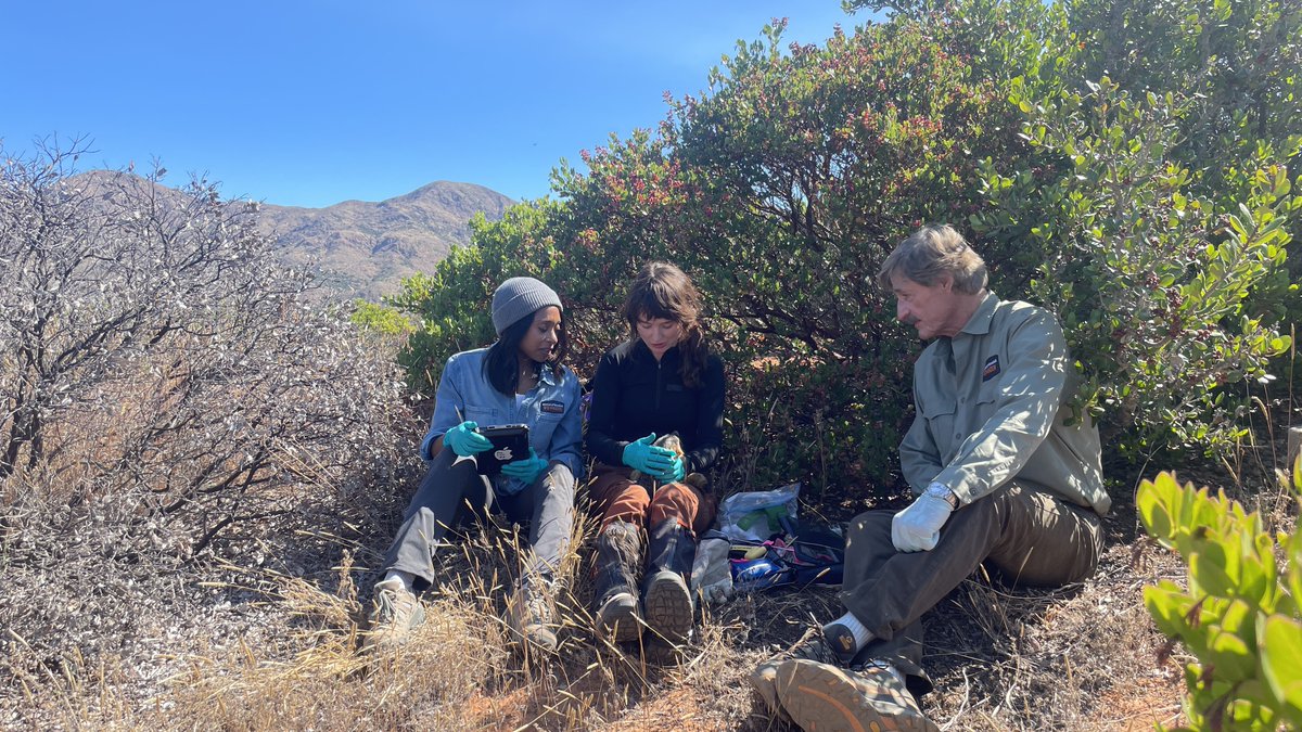 A new episode of @WildKingdom airs Saturday 12/2 sharing the story of @Conserve_CA's (@nature_org) scientists + our partners' collaborative recovery of California's Santa Cruz Island Fox 🦊 with hosts @RaeWynnGrant + @PeterWGros. 8am in California on @NBC or check local listings!