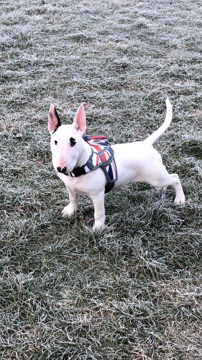 #EnglishBullTerrier #puppy 🇬🇧🇬🇧🇬🇧