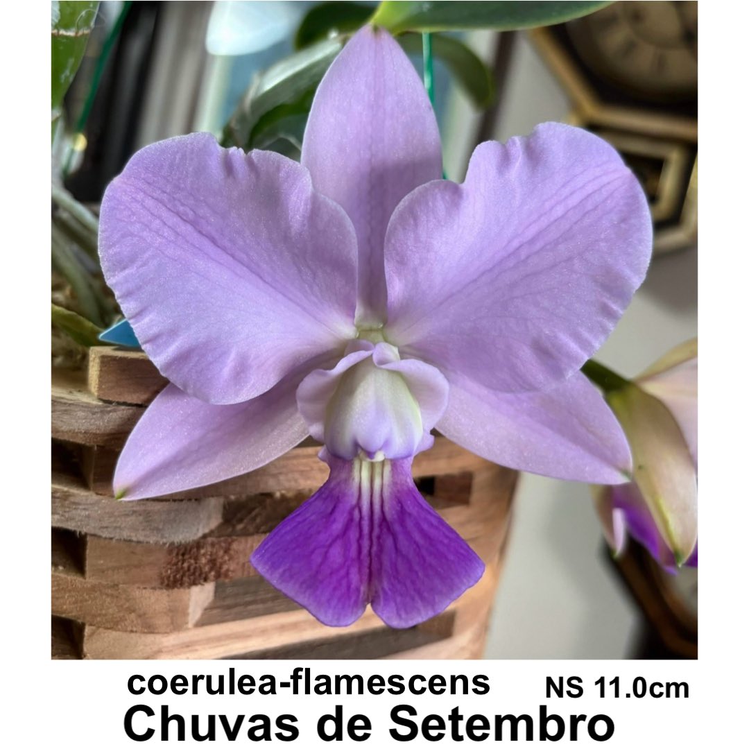 C.walkeriana coerulea-flamescens 'Chuvas de Setembro' 驚きの変化