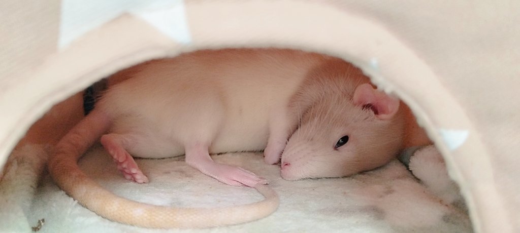 fancy_rat__'s tweet photo. 足の角度すきww🐭

 #ファンシーラット  #どぶねずみ  #ぬくぬく https://t.co/otxJvaxfkr
