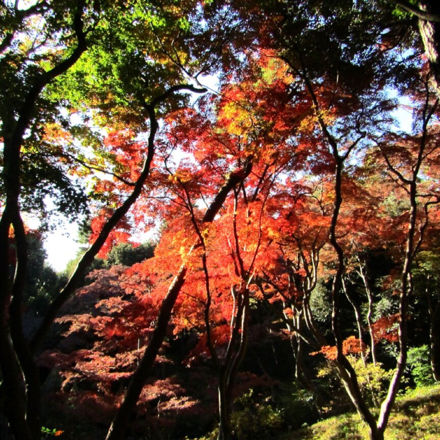 今朝の #殿ヶ谷戸庭園 の #モミジ の #紅葉 はこんな感じです。ご来園をお待ちしております。

Please find the beautiful #AutumnColors of #JapaneseMaple in #TonogayatoGardens this morning.  We are looking forward to seeing you!

#イロハモミジ #伊呂波紅葉 #岩崎家の庭 #Kokubunji