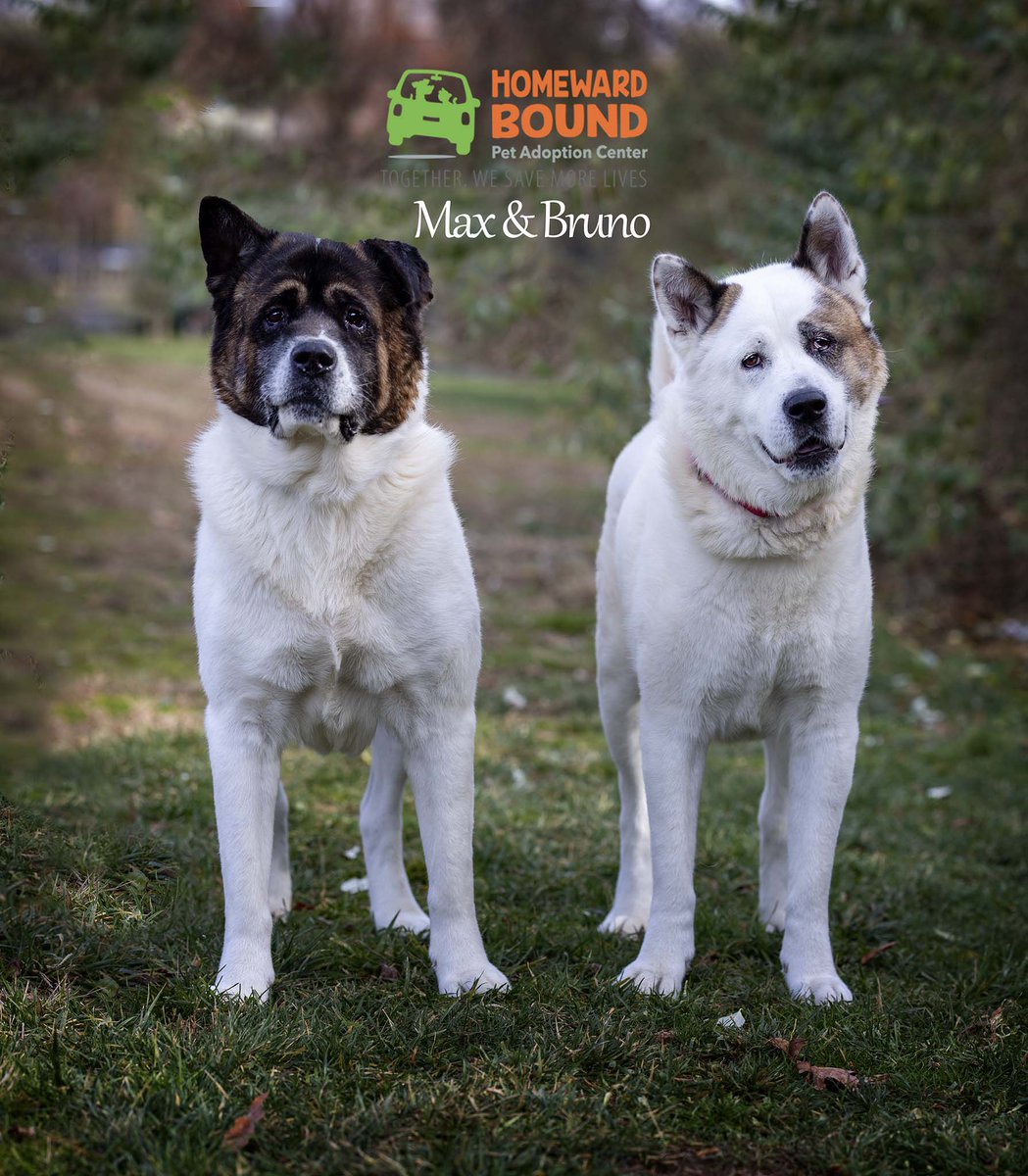Max and Bruno are a bonded pair of brothers looking for a home together. These big boys can see each other from their kennels and get to go for walks with each other. They are 8 years old and would love a home in time for the holidays. 

#akita #dogsinneed #akitas