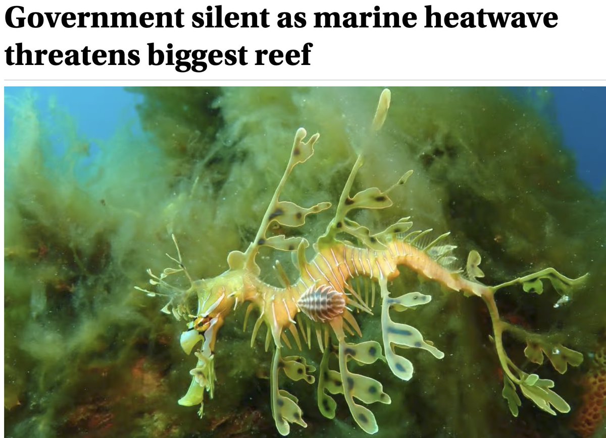 Marine heatwaves are far-reaching, affecting not only marine ecosystems but businesses and livelihoods of Australians.

⚠️GSR under threat yet poorly resourced. 

<a href="/tanya_plibersek/">Tanya Plibersek</a> &amp; <a href="/Bowenchris/">Chris Bowen</a>, #greatsouthernreef scientists deserve a response. 

cosmosmagazine.com/nature/marine-…