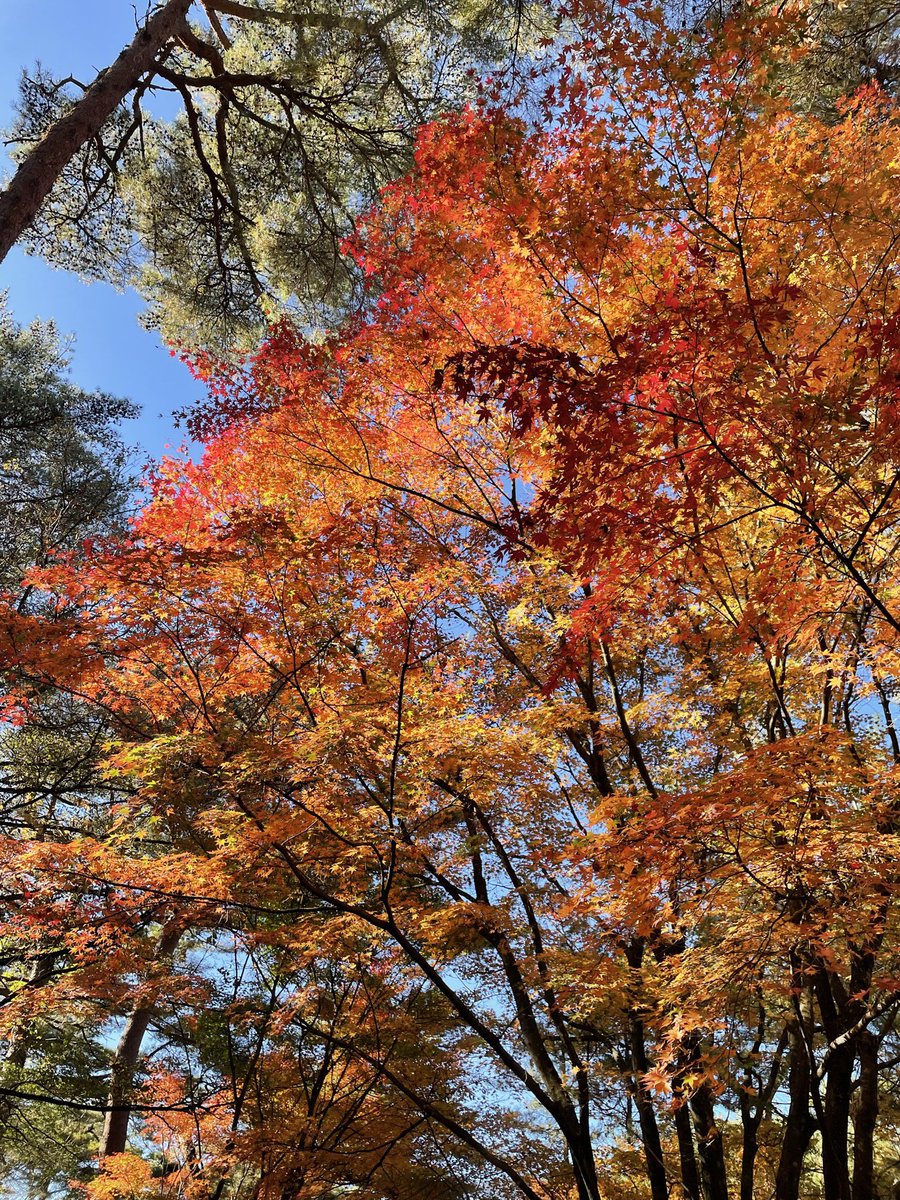 去年の紅葉だけど、ここに愛車を乗せて今年は撮りたいなぁ〜
早くしないと、紅葉終わってしまうわ💦
#紅葉見頃 
#秋の撮影