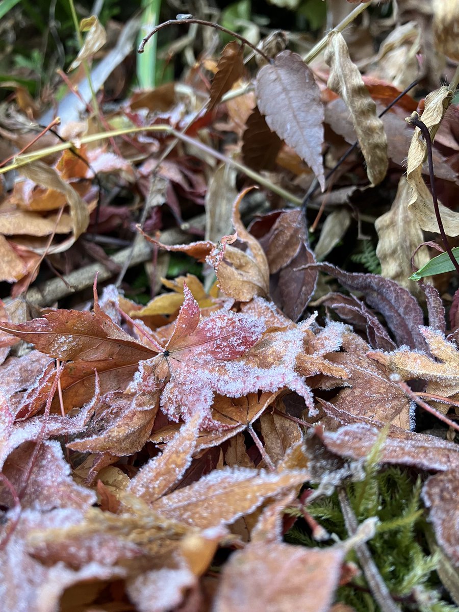 mitakevc's tweet photo. 12月に入り、御岳山でも寒さが増し増しになったような気がします❄️今朝は山内では霜が降りており、もしやと思い確認してみるとありました❕今期初の【氷の花】です🤗まだまだ小さい氷のお花。これからの冷え込みが楽しみになってきました☺️
#御岳山
#mtmitake
#氷の花
#霜柱
#霜
#冬 https://t.co/Ps4vaYhAeK