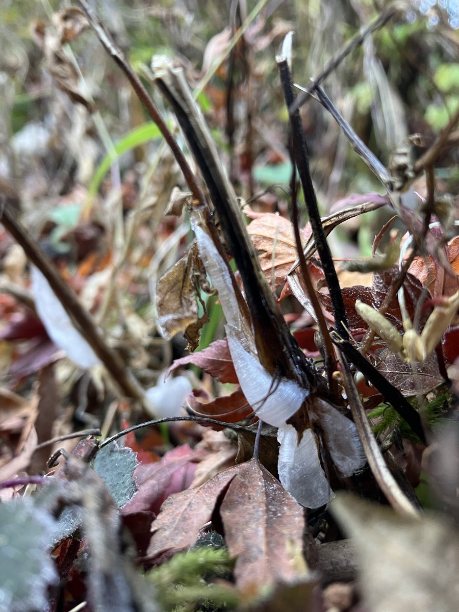 mitakevc's tweet photo. 12月に入り、御岳山でも寒さが増し増しになったような気がします❄️今朝は山内では霜が降りており、もしやと思い確認してみるとありました❕今期初の【氷の花】です🤗まだまだ小さい氷のお花。これからの冷え込みが楽しみになってきました☺️
#御岳山
#mtmitake
#氷の花
#霜柱
#霜
#冬 https://t.co/Ps4vaYhAeK