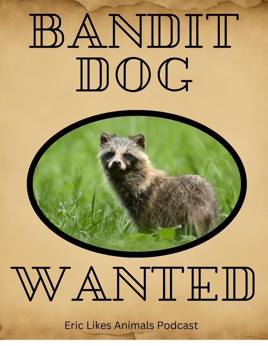eric_animals's tweet photo. 🐾 New Episode Alert! 🎙️ Join me for the latest on conservation news and a creature feature on the notorious raccoon dog - the Bandit Dog! 🦝✨ Available now on most podcast and listening platforms. Tune in, laugh, and learn with our furry friends! 
https://t.co/NlG2TWSi3q https://t.co/1Vs18Y1ZGN