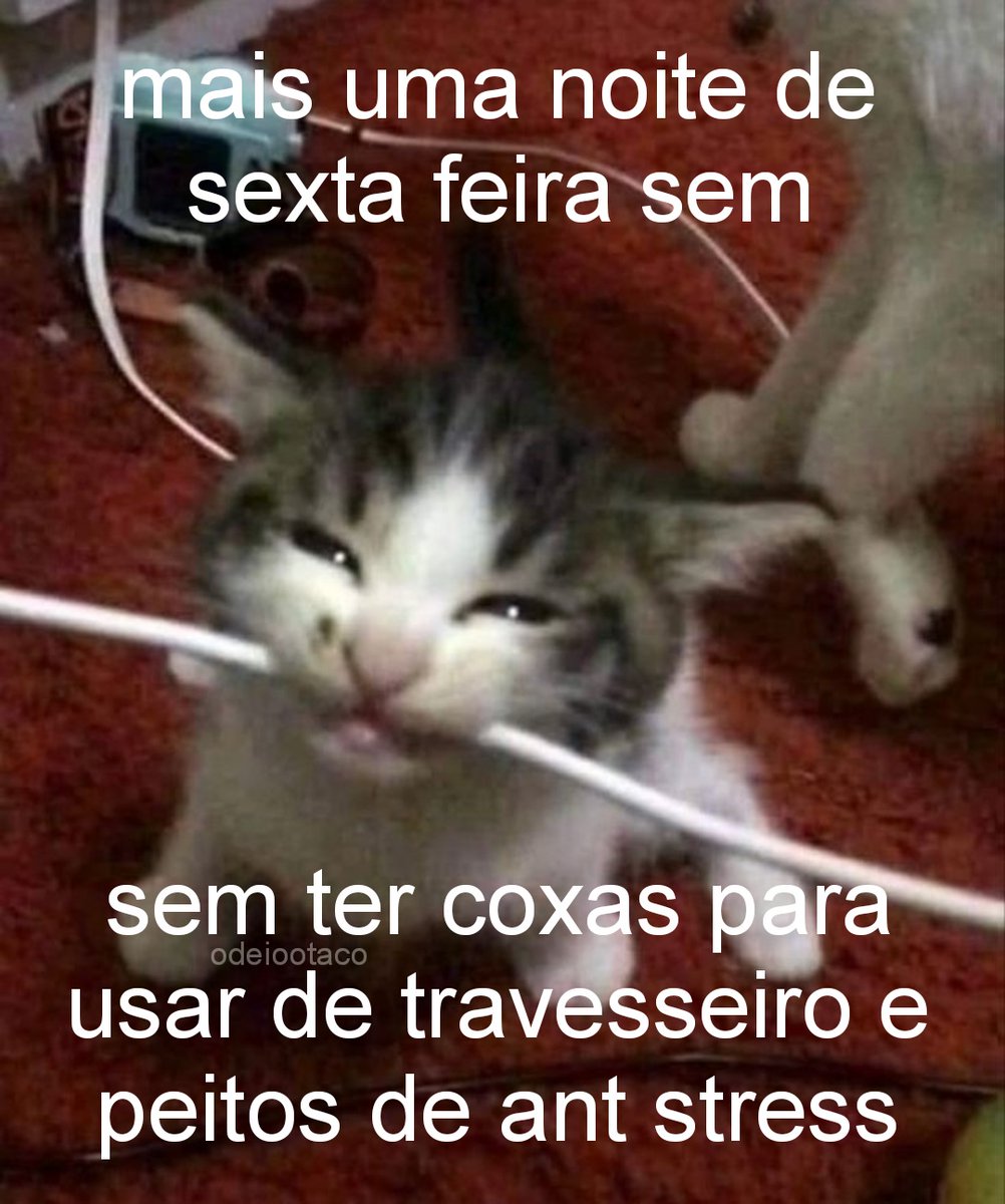 perfil dedicado a gatinhos e peitos (@odeiootaco) on Twitter photo 
