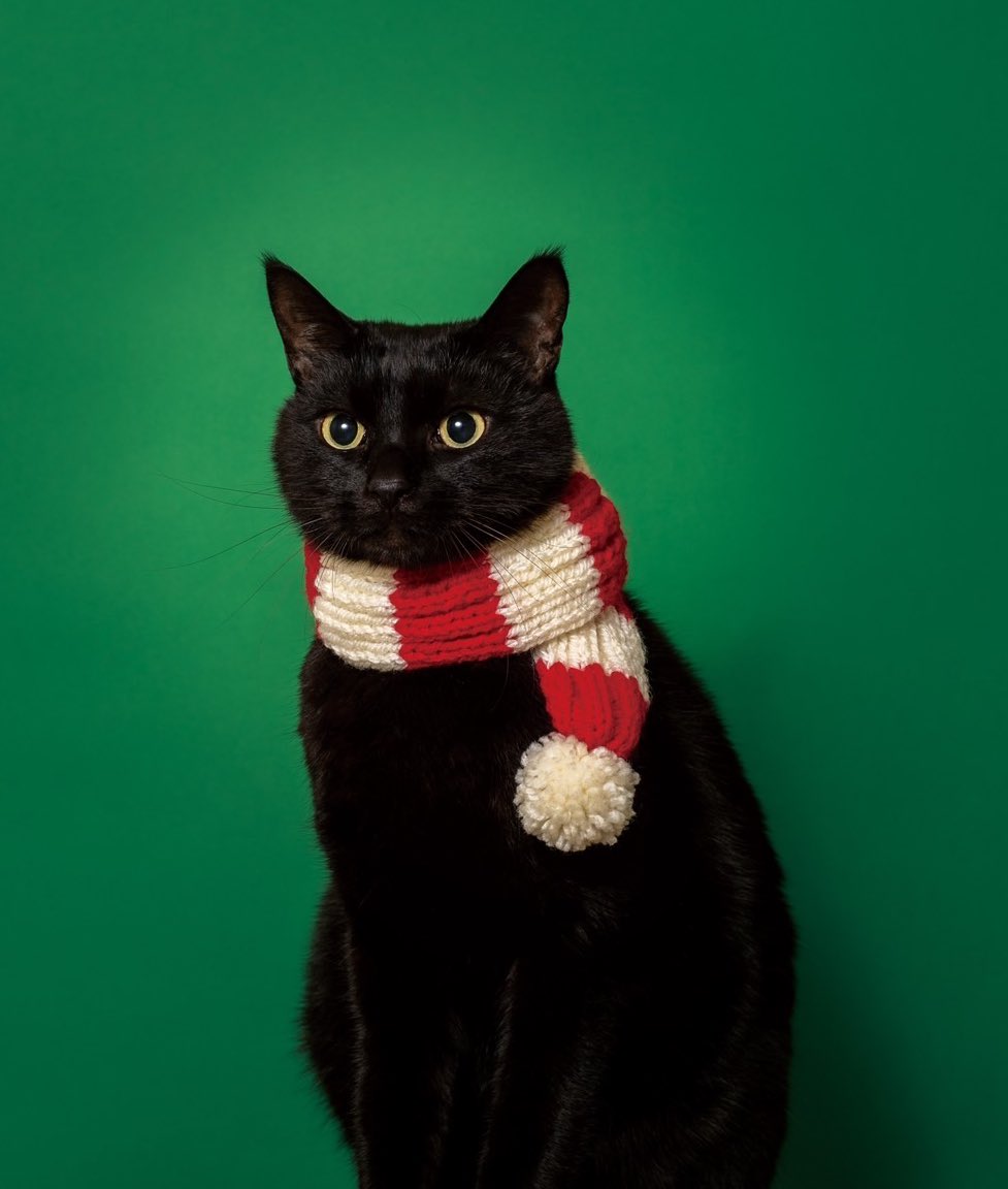 CACAOCAT_'s tweet photo. 12月になったので
プロフィール画像変えました✨

リポストして拡散してにゃん🐈‍⬛ https://t.co/ccBIMGkUeS