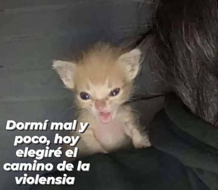 Shizukavt_'s tweet photo. io en la tarde, hare la revelación de mi modo navideño bien original no fake jajajajja
retomamos el dragon dogma :3
https://t.co/v18Yxf8Qaw
#shizukaon #streamer #Vtuber素材 #vtuberesp #vscp https://t.co/7C3xzkGjhr