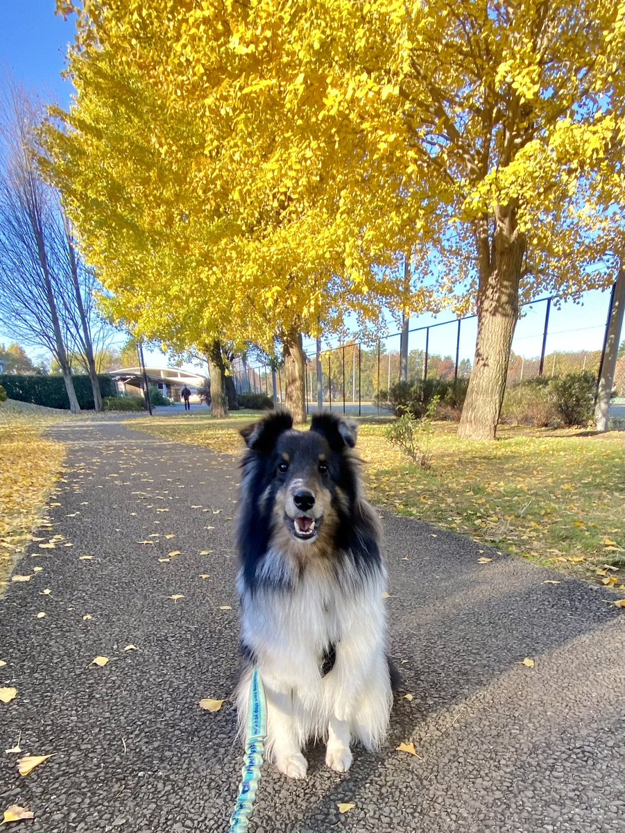 shirleyandrobin's tweet photo. おはようございます☀今日は冷えましたね〜🐾 今日もお仕事がんばります❗️ #シェルティ #sheltie #あさんぽ #公園 https://t.co/UJpj4vleHv