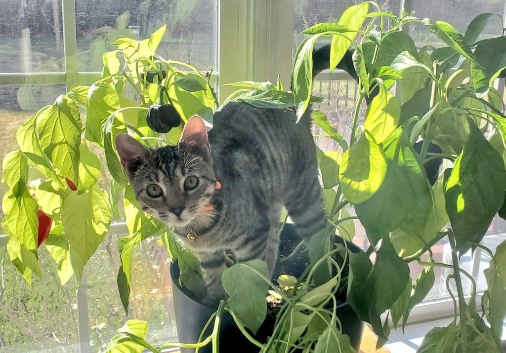KKMHOO's tweet photo. Throwback of #tween kitty Boom. He’s a bit of a chonk now. 😅. #cattitide https://t.co/nmEfi0qpaJ