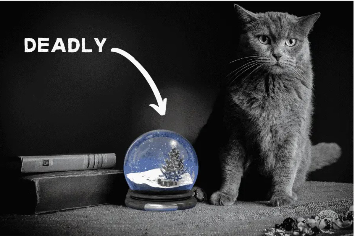 TheCatnipTimes's tweet image. I made a promise to Charlie's mom that I would post about Charlie and what happened to him with hopes that no other kitty suffers the same fate as little Charlie. 🔮
loom.ly/5efxj0o