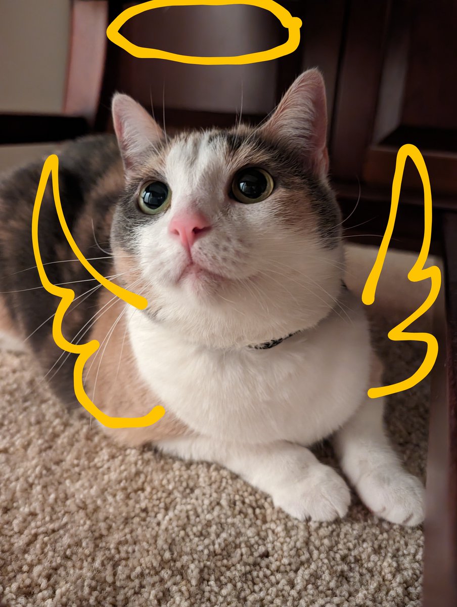 Pennycat333's tweet image. Tontolly incent girl whomst did not run with tiny poob stuck to bundt then play hockey with it down the hallway.