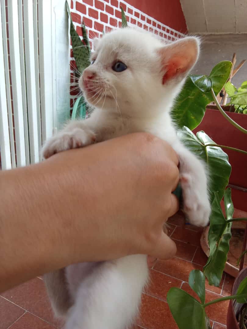 uplink1986's tweet photo. Llego a mi casa y justo en mi puesto de estacionamiento me encuentro con este par de cachorros de gaticos metidos en una caja, lamentablemente no me los puedo quedar porq tengo un perro en casa, necesito me ayuden a encontrarles un sitio o quien esté interesado en adoptarlos. https://t.co/gzJtSdf4AZ