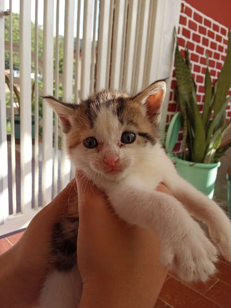 uplink1986's tweet photo. Llego a mi casa y justo en mi puesto de estacionamiento me encuentro con este par de cachorros de gaticos metidos en una caja, lamentablemente no me los puedo quedar porq tengo un perro en casa, necesito me ayuden a encontrarles un sitio o quien esté interesado en adoptarlos. https://t.co/gzJtSdf4AZ