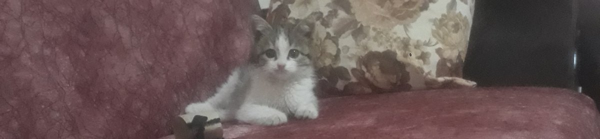 Aralık bana mucize getirdi ölen kedimin ismini verdim #duman