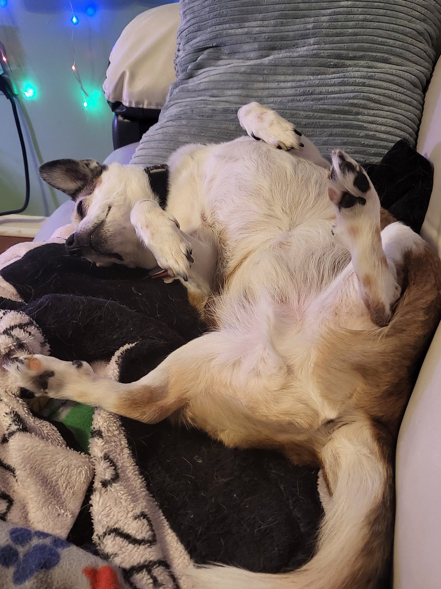 iveglez's tweet photo. Ted is taking a nap before @OfficialOPLive starts on @ReelzChannel! He missed #firstshift. #OPLive #OPNation #DogsofOPLive https://t.co/rtQGA4uBPf