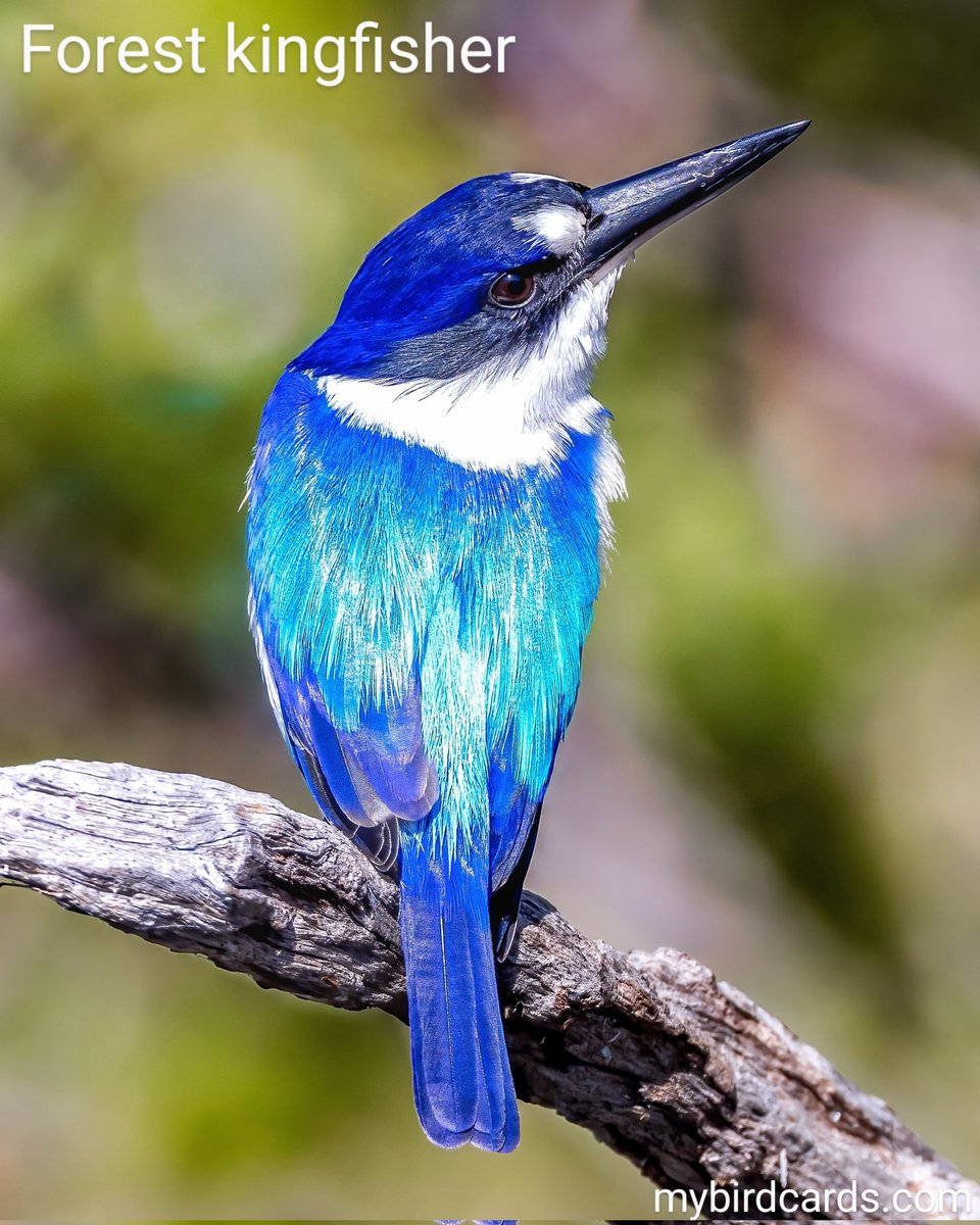 Forest kingfisher 🌏 #Australasianbirds #Australianbirds #NewGuineanbirds #Indonesianbirds | #mybirdcards #birdcards #birds🦜