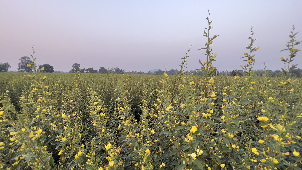 Such a lovely day of learning with the farmers of Nuapada &amp; Kalahandi producing certified seeds of new pigeonpea varieties n expecting the productivity beyond our expectations. Efforts started to get seed procured by incentivising the farmers <a href="/krushibibhag/">କୃଷି ବିଭାଗ, ଓଡ଼ିଶା</a> <a href="/arvindpadhee/">Arabinda K Padhee</a> <a href="/ICRISAT/">ICRISAT</a>