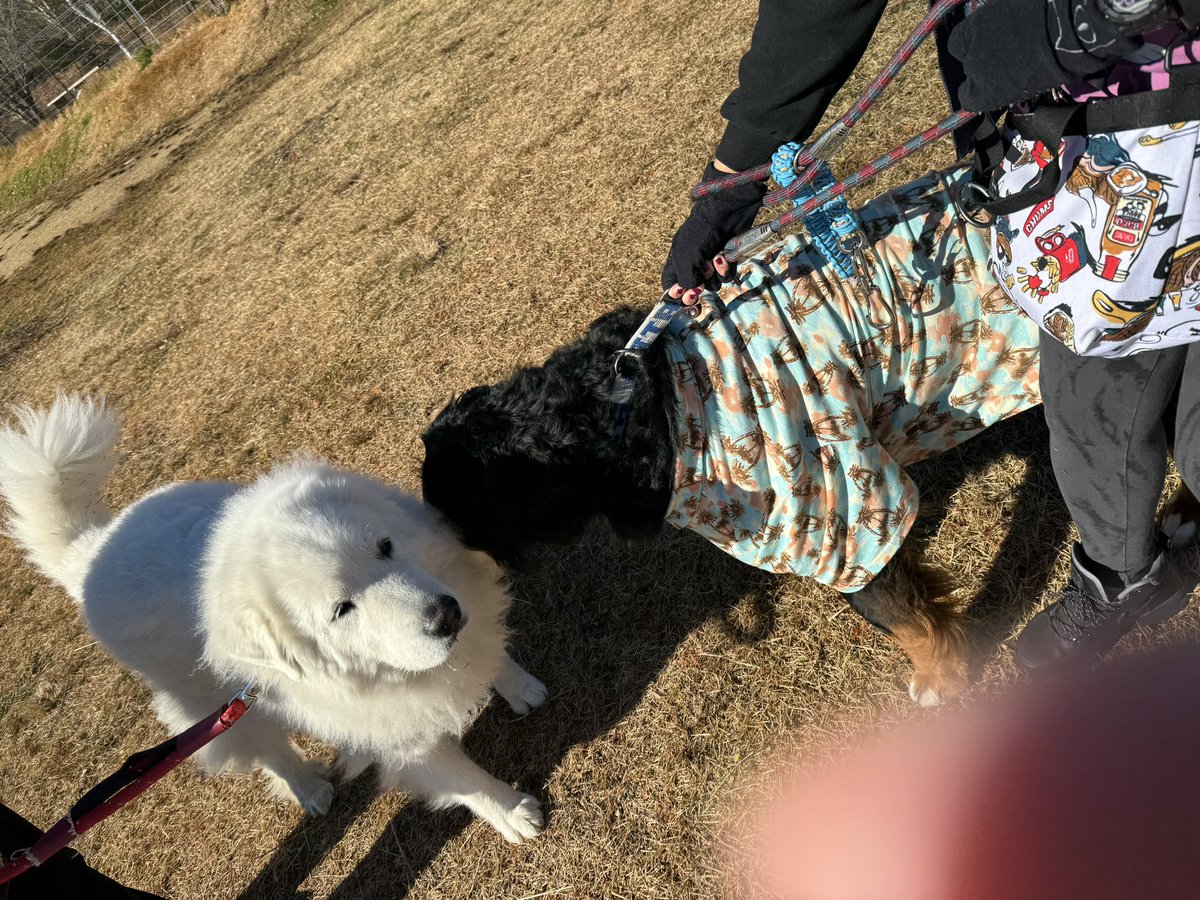 「看板犬のジーナさんとご挨拶!マルとユズはなんか…紐の先に錘つけて獲物仕留める武器」|四葉ゆいこ🍀のイラスト
