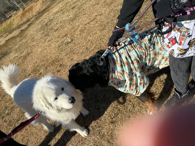 看板犬のジーナさんとご挨拶!マルとユズはなんか…紐の先に錘つけて獲物仕留める武器みたいになっちゃった…