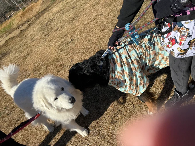 看板犬のジーナさんとご挨拶!マルとユズはなんか…紐の先に錘つけて獲物仕留める武器みたいになっちゃった…