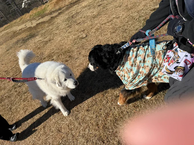 看板犬のジーナさんとご挨拶!マルとユズはなんか…紐の先に錘つけて獲物仕留める武器みたいになっちゃった…