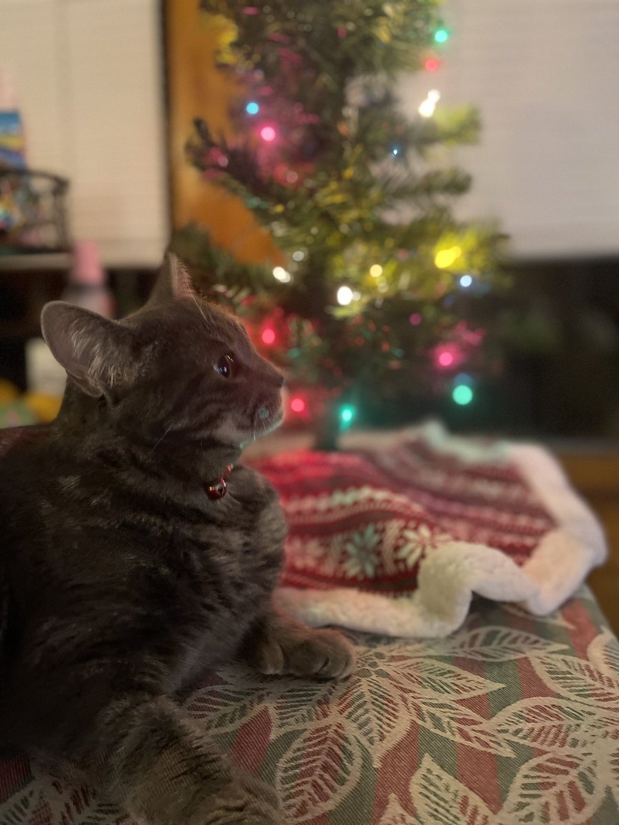 AlissaRivera73's tweet photo. Attempted a “Photoshoot” with my cat and these are the “best” ones lol https://t.co/r2LAIRH71h
