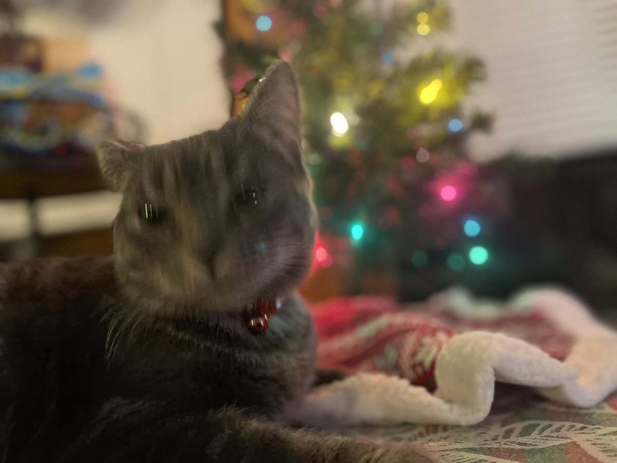 AlissaRivera73's tweet photo. Attempted a “Photoshoot” with my cat and these are the “best” ones lol https://t.co/r2LAIRH71h