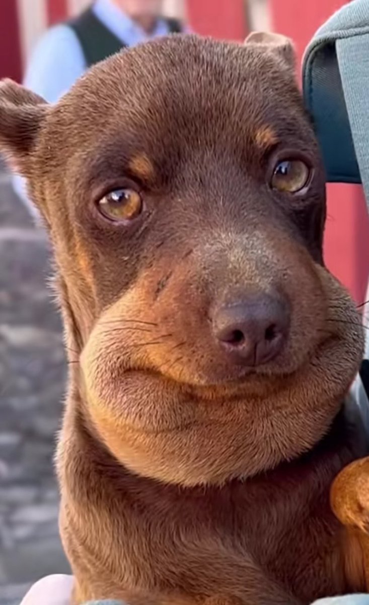 Stream nocturno juegando Gears 5, Rocket league, overcooked y maaaaas..... Jalate si estás solit@ y te hago compañía 👀👀👀
Sub goal 0/20🔥🚨
Follow goal 136/150 👾🚨
Entra ya!!!🔥👉 twitch.tv/sg_chadow
#WeAreSpectral
<a href="/S_pectralGaming/">Spectral Gaming</a>