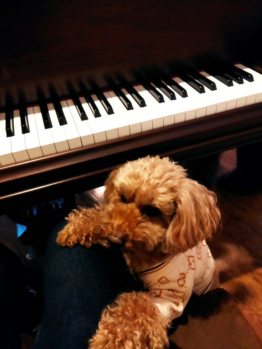 仔犬のワルツを弾いてたらほんとに仔犬がきた！