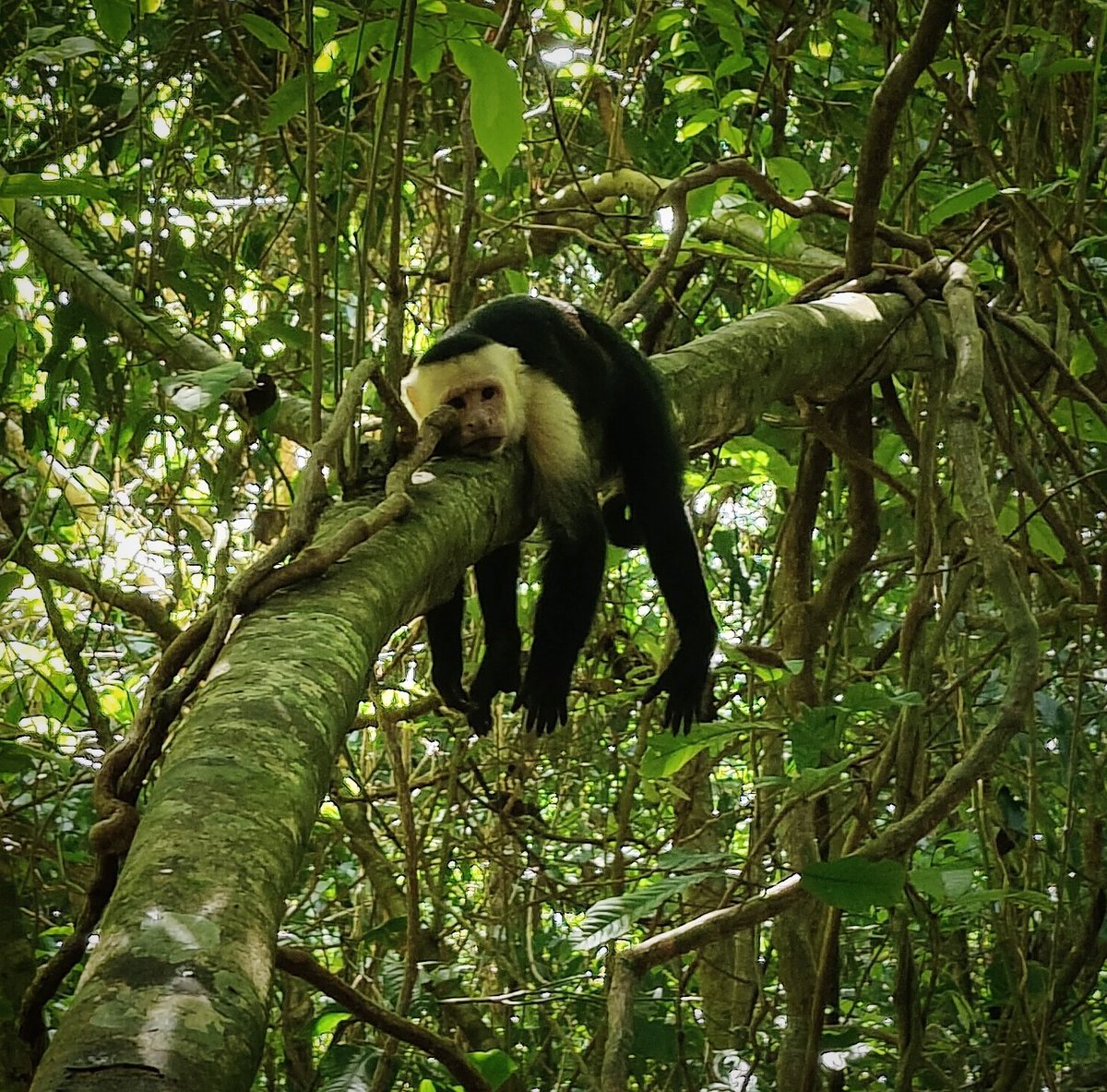 Apparently the monkeys had a rough week too... looking forward to a #puravida weekend! 🐒❤️
#tgif #Friyay #manuelantonio #costarica #thisiscostarica #capuchin
#artadventuretravel #artnomads