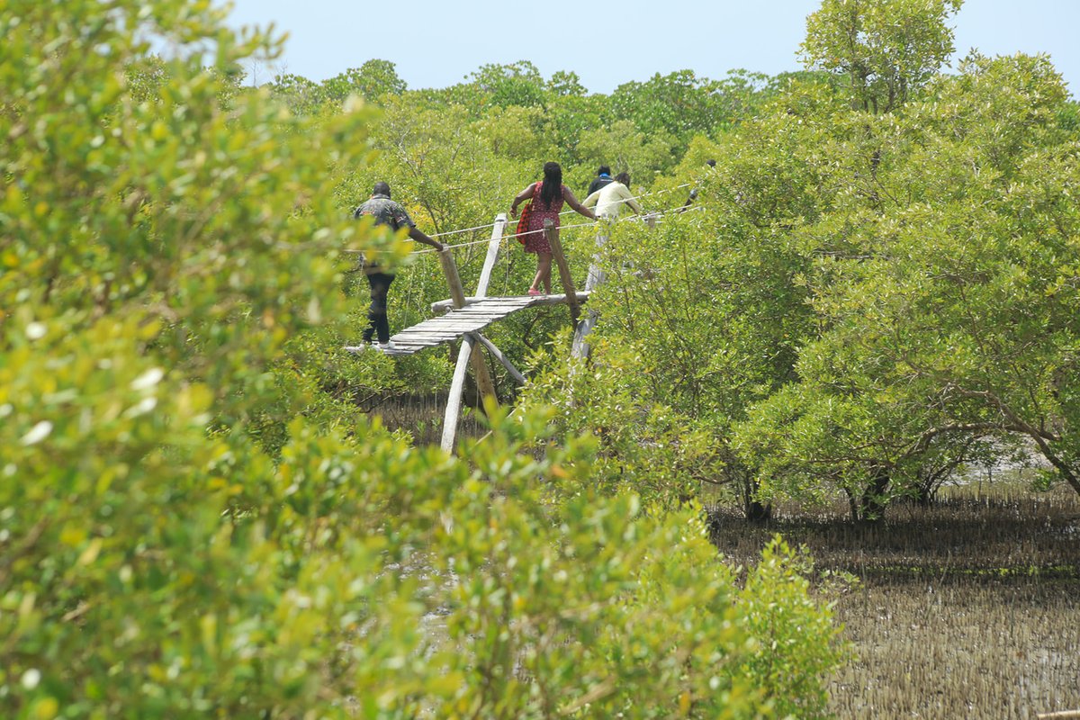 Proud of @WashFellowship alumnus Basil Angaga leading #ClimateAction to protect the mangrove forest an important part of the coastal habitat & home to many wildlife species. Through art, music and community led discussions Basil's project actively engages communities to develop…